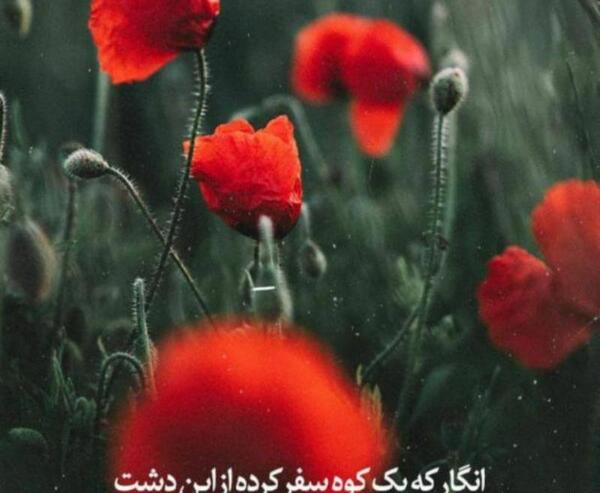 عکس سفر کرده