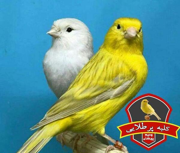 عکس انواع شپش قناری