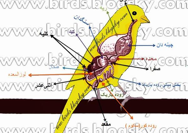 عکس انواع شپش قناری