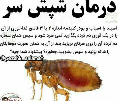 عکس شپش سر از نزدیک