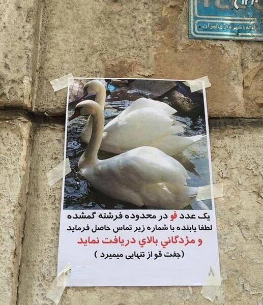 عکس قو جفت