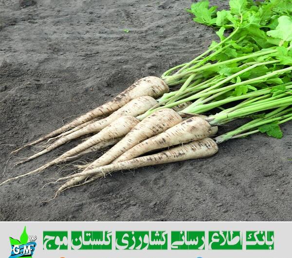عکس جعفری کوهی