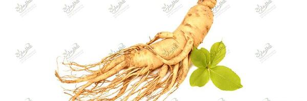 عکس جینسینگ آمریکایی
