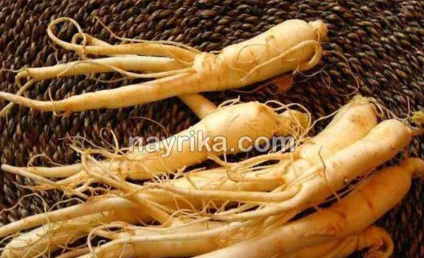عکس جینسینگ آمریکایی