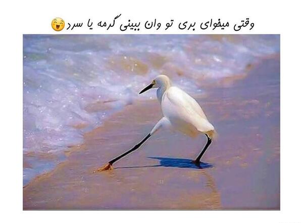 عکس جالب ها