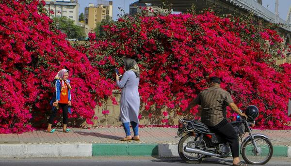 عکس گل کاغذی
