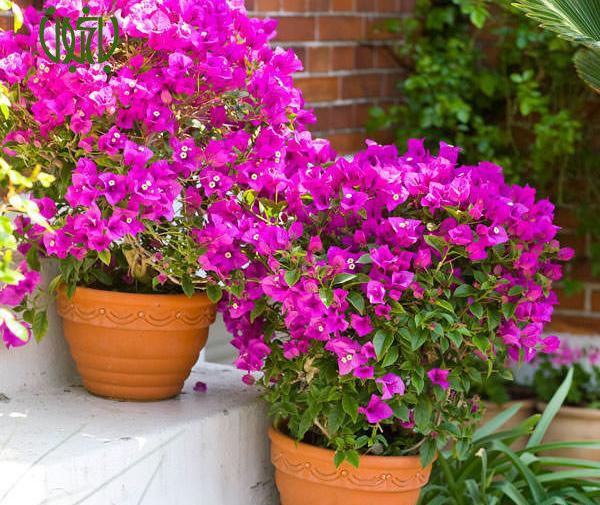 عکس گل کاغذی