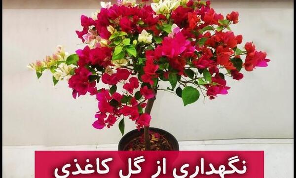 عکس گل کاغذی