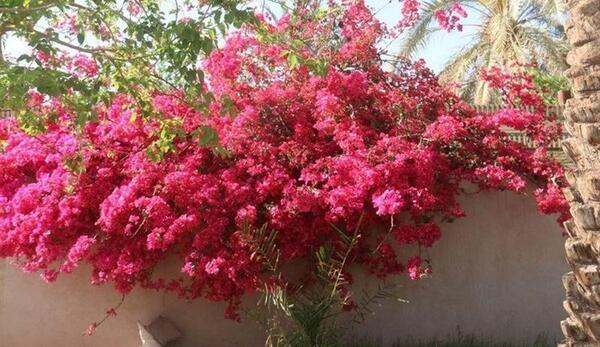 عکس گل کاغذی