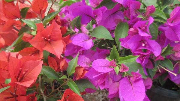 عکس گل کاغذی
