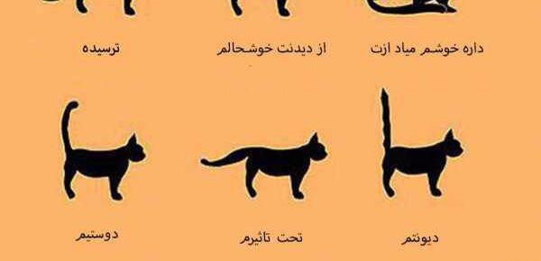 عکس گربه ترسیده