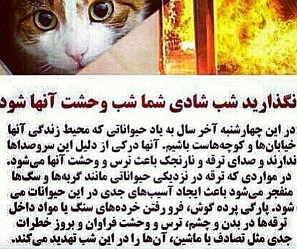 عکس گربه ترسیده
