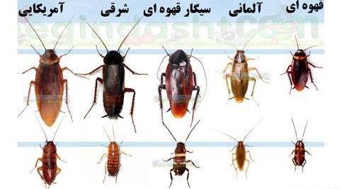عکس سوسک کابینتی