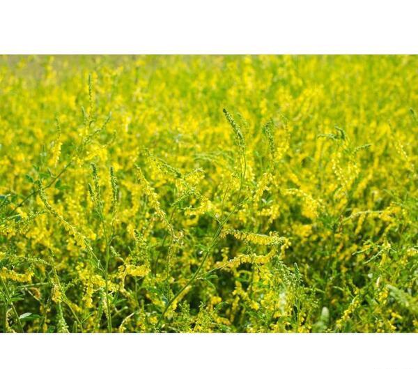 عکس یونجه زرد