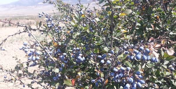 عکس زرشک جنگلی