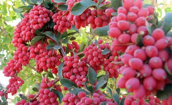 عکس زرشک جنگلی