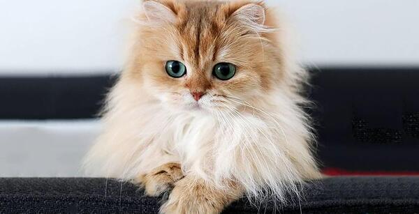 عکس گربه اسکاتیش