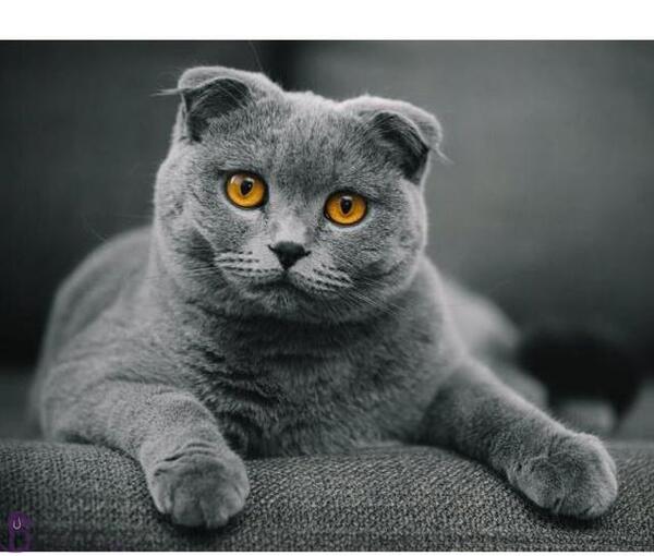 عکس گربه اسکاتیش