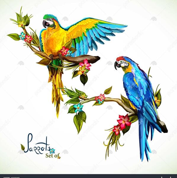 عکس طوطی نقاشی شده