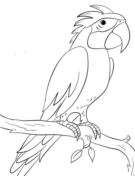 عکس طوطی نقاشی شده