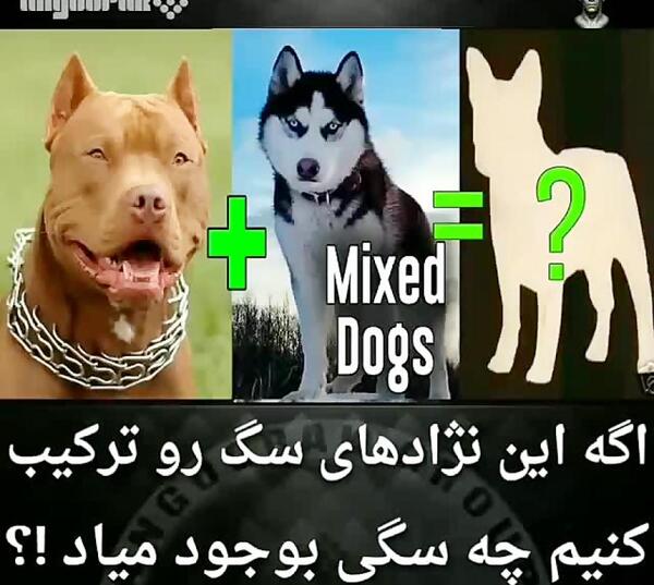 عکس سگ میکس ژرمن هاسکی