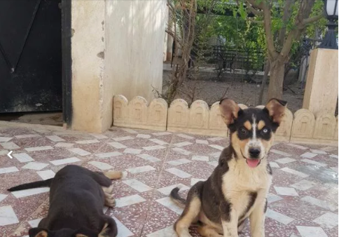 عکس سگ میکس ژرمن هاسکی