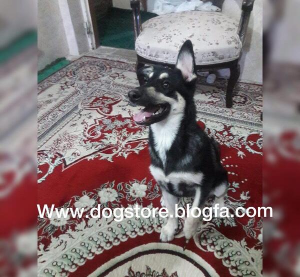 عکس سگ میکس ژرمن هاسکی