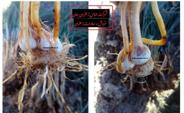 عکس کشت زعفران