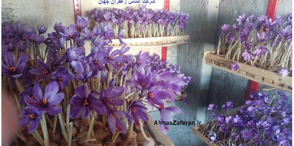 عکس کشت زعفران