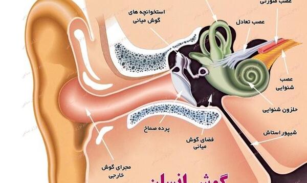 عکس وی تی گوش
