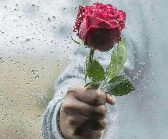 عکس عاشقانه بدون متن گل