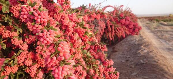 عکس زرشک درخت