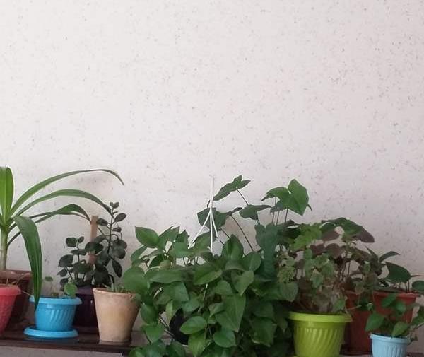عکس گل هاتون نی نی سایت