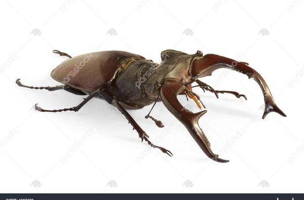 عکس سوسک شاخ گوزنی