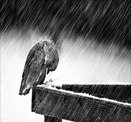 عکس عقاب غمگین