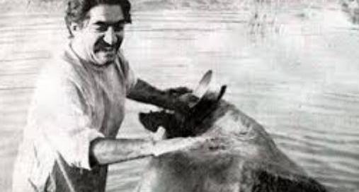 عکس گاو فیلم