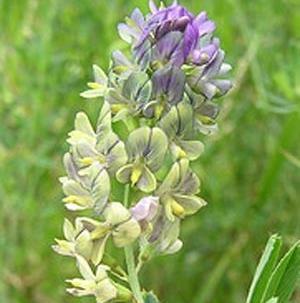 عکس گیاه یونجه