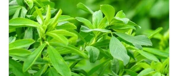 عکس گیاه یونجه
