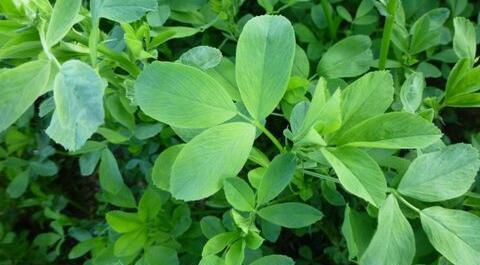 عکس گیاه یونجه