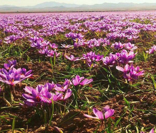 عکس زعفران برای پروفایل