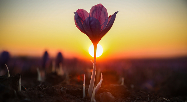 عکس زعفران برای پروفایل