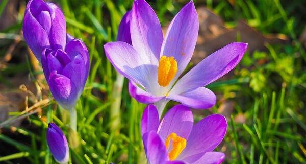 عکس زعفران برای پروفایل