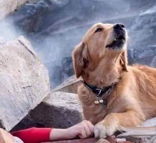 عکس سگ طلا