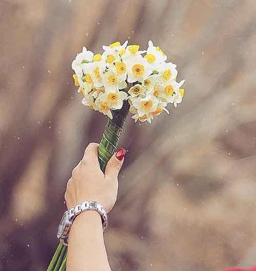 عکس گل نرگس برای پروفایل شاد