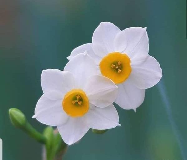 عکس گل نرگس برای پروفایل شاد