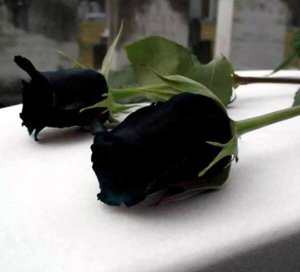 عکس گل رز مشکی طبیعی