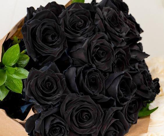 عکس گل رز مشکی طبیعی