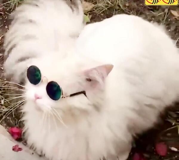 عکس گربه عینک دار