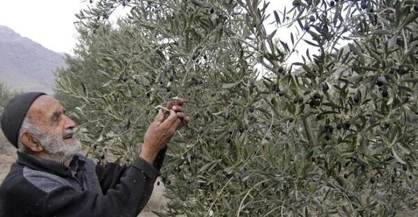 عکس کاشت زیتون