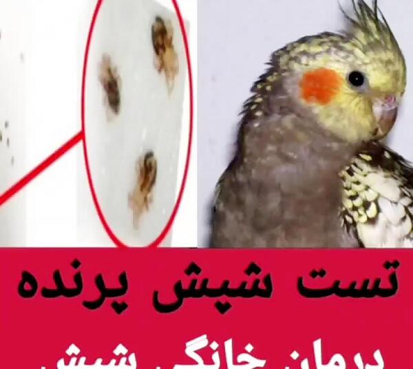 عکس شپش پرنده